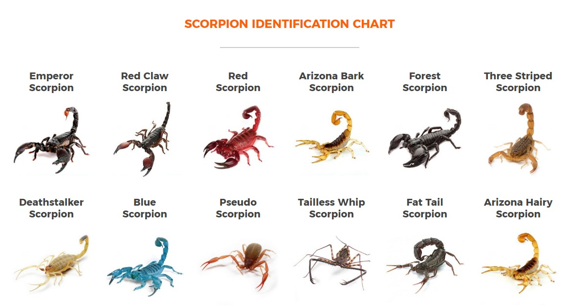 Scorpion Habitat & Distribution: Unveiling Secrets of Enigmatic Realms