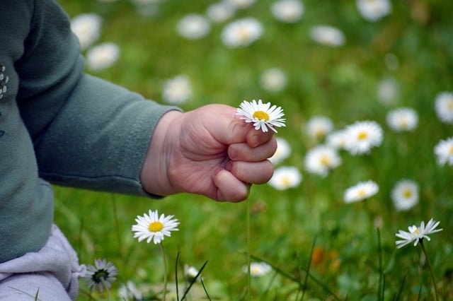 child's hand, flower background, flower wallpaper, beautiful flowers, pick flowers, nature, finger, daisy, small child, childhood, lawn, meadow, grass, happy mothers day, pick, flower, child, small hand, cute, date of birth, thank you, grandson