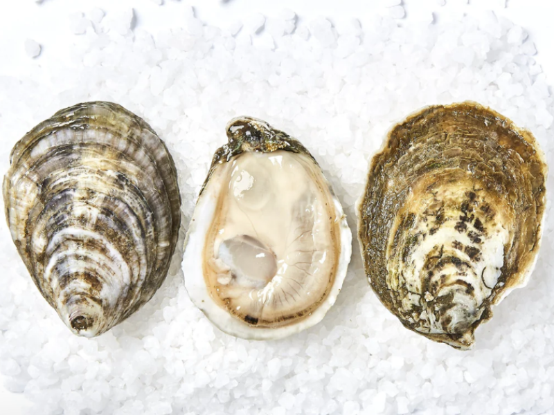 Image showcasing the unique characteristics of White Stone Oysters.