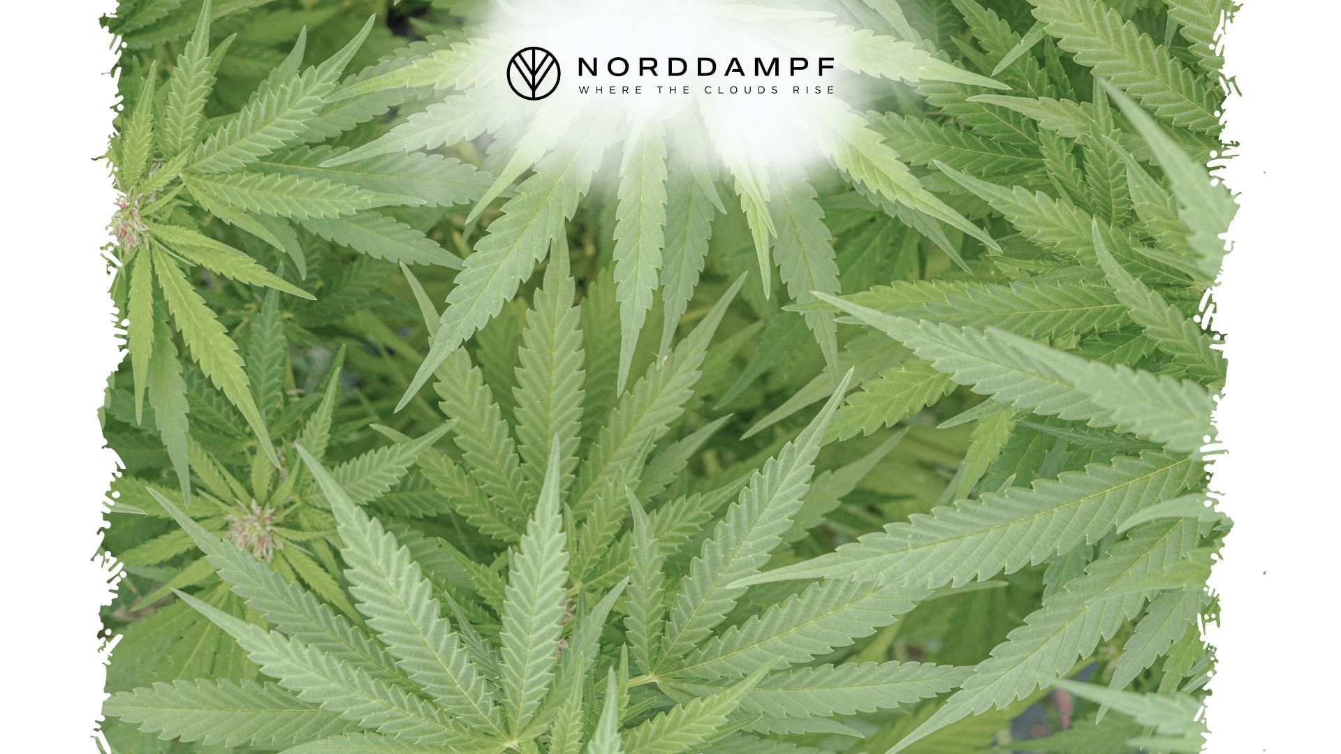 Cannabis im Hintegrund