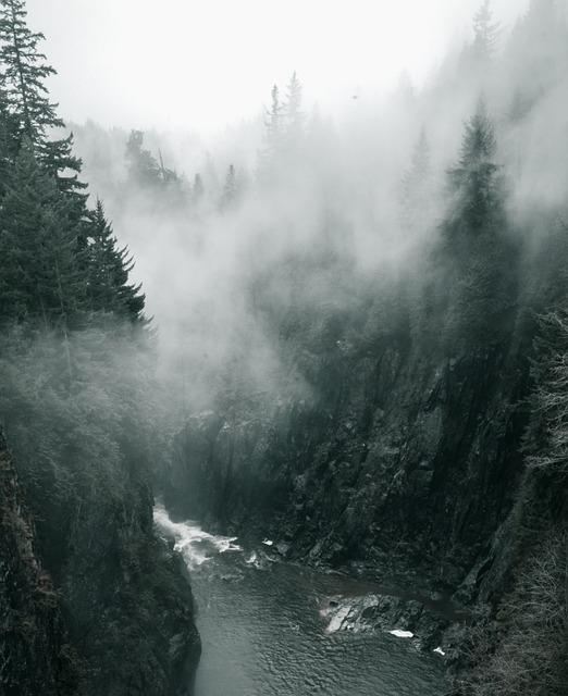 woods, fog, forest