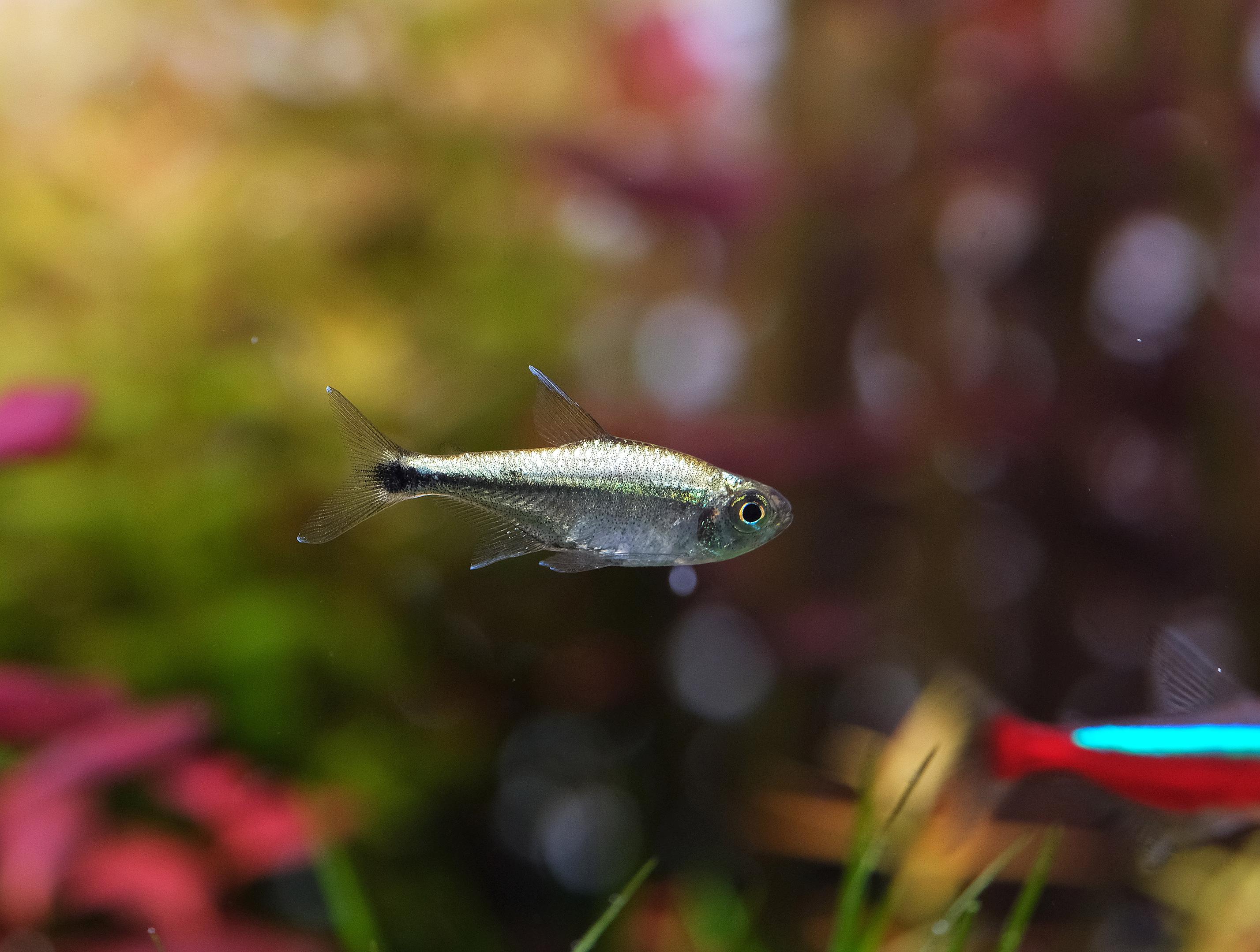 Close up of a Golden tetra in a freshwater planted aquarium