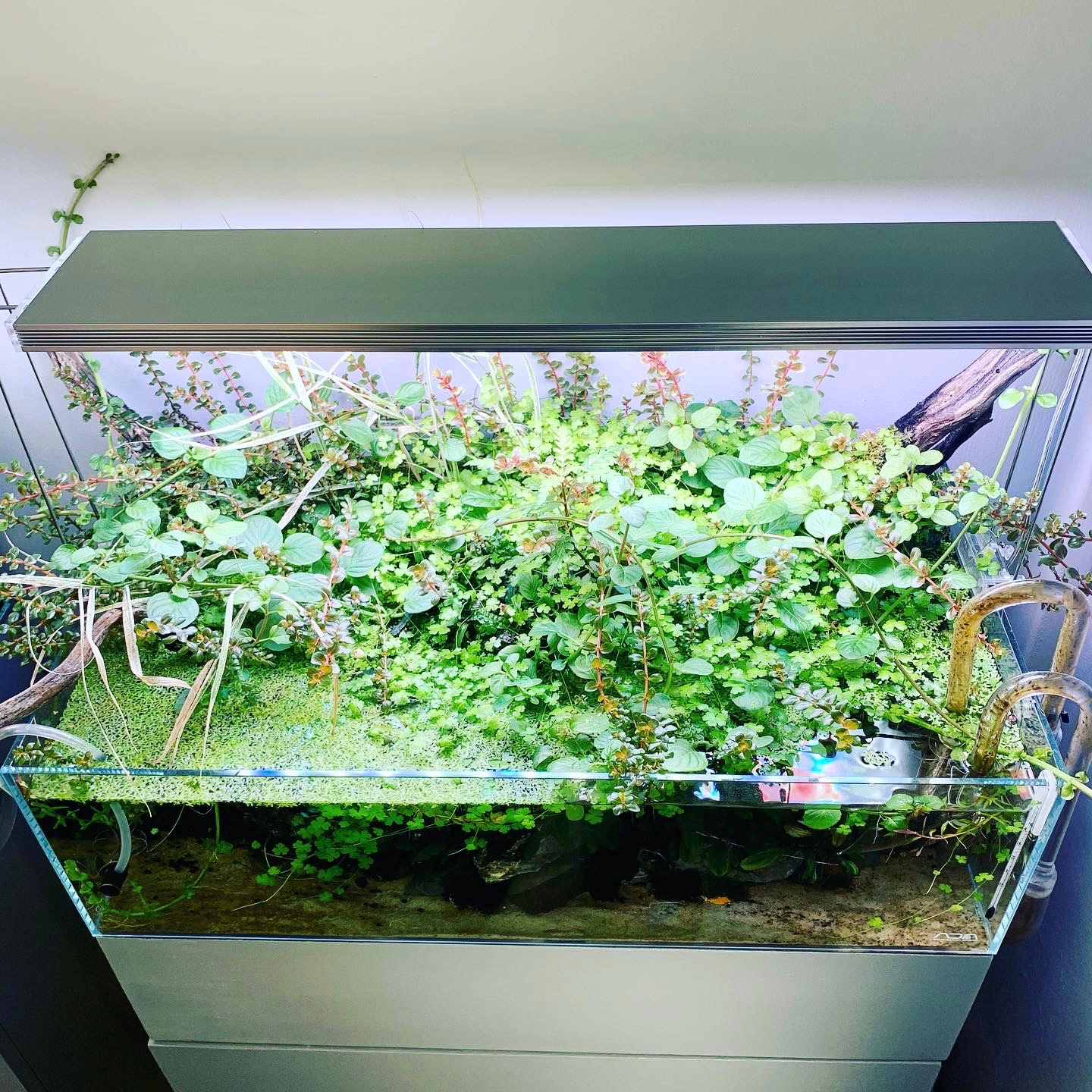 planted tank by James Button
