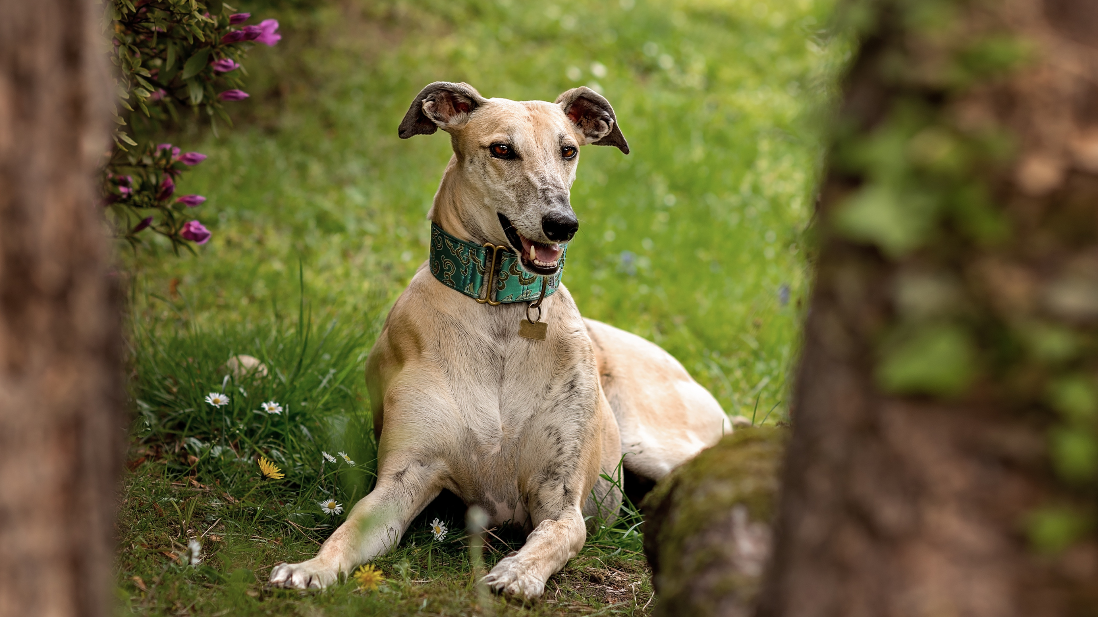 A healthy Spanish Galgo laying in a field