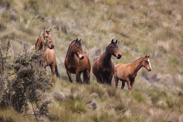 Two bay and two buckskin horses in the wild.