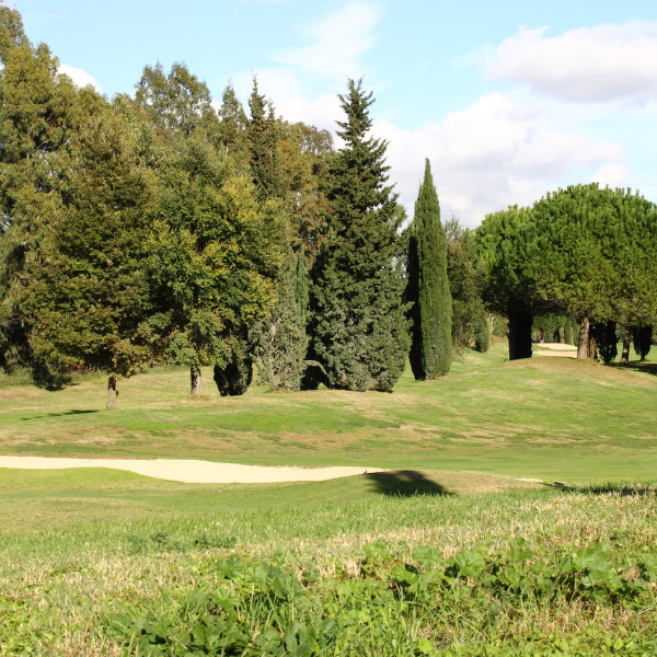 Picture of preserved trees in a country club setting.