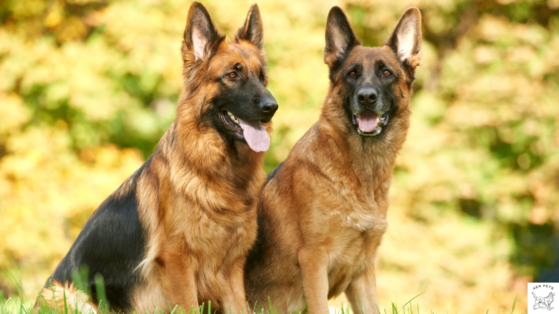 two beautiful German Shepherds