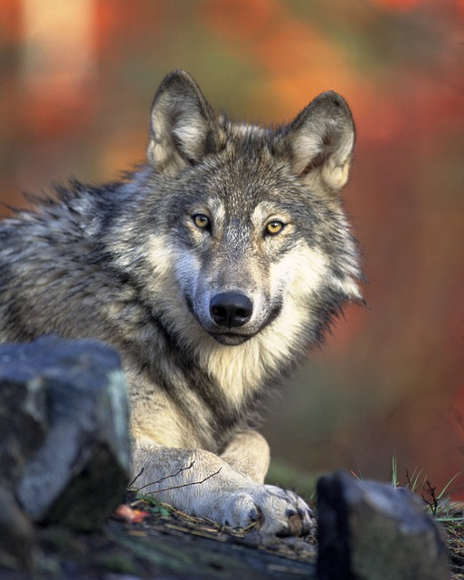 wolf, animal, wildlife