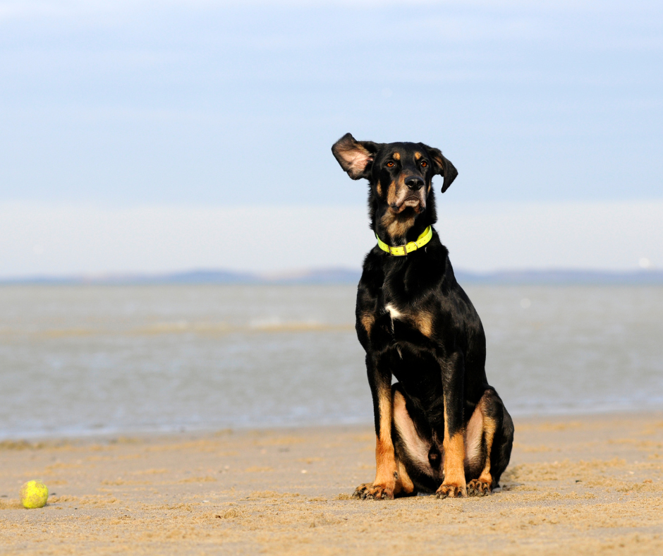 A Transylvanian hound sitting by the water and a ball