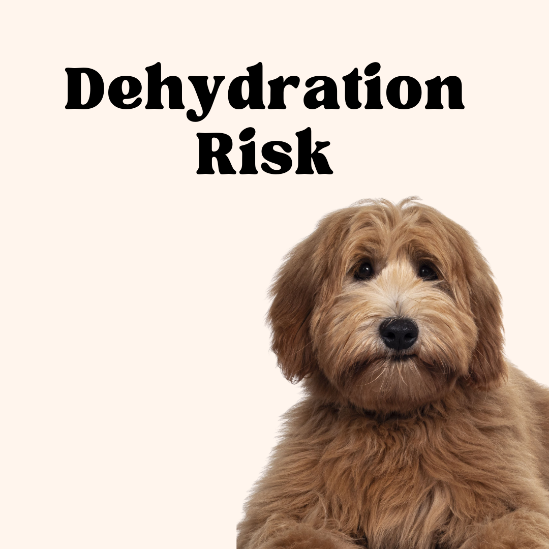 Why you should leave water in your puppies crate at night DailyBark