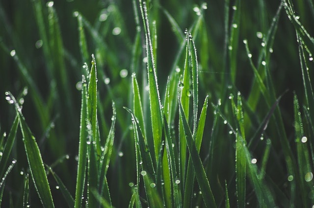 Earth is the most potential source of healing.