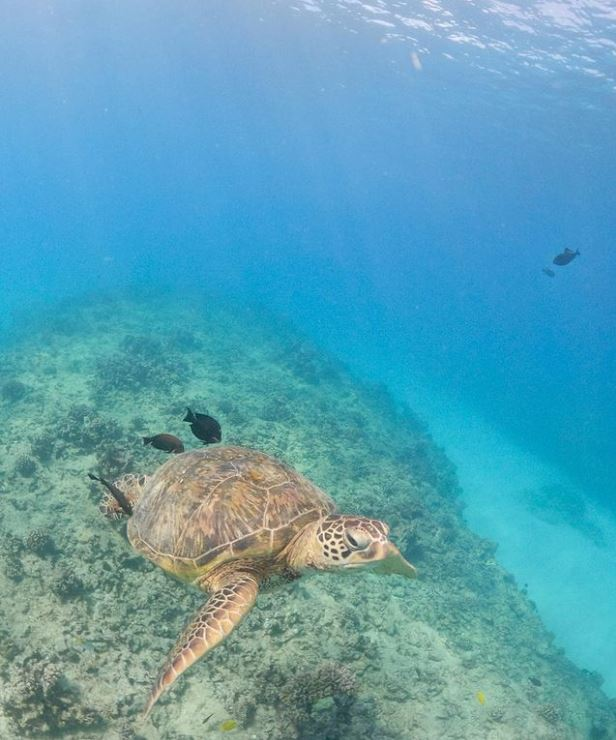 hawaii snorkeling tips in oahu's north shore