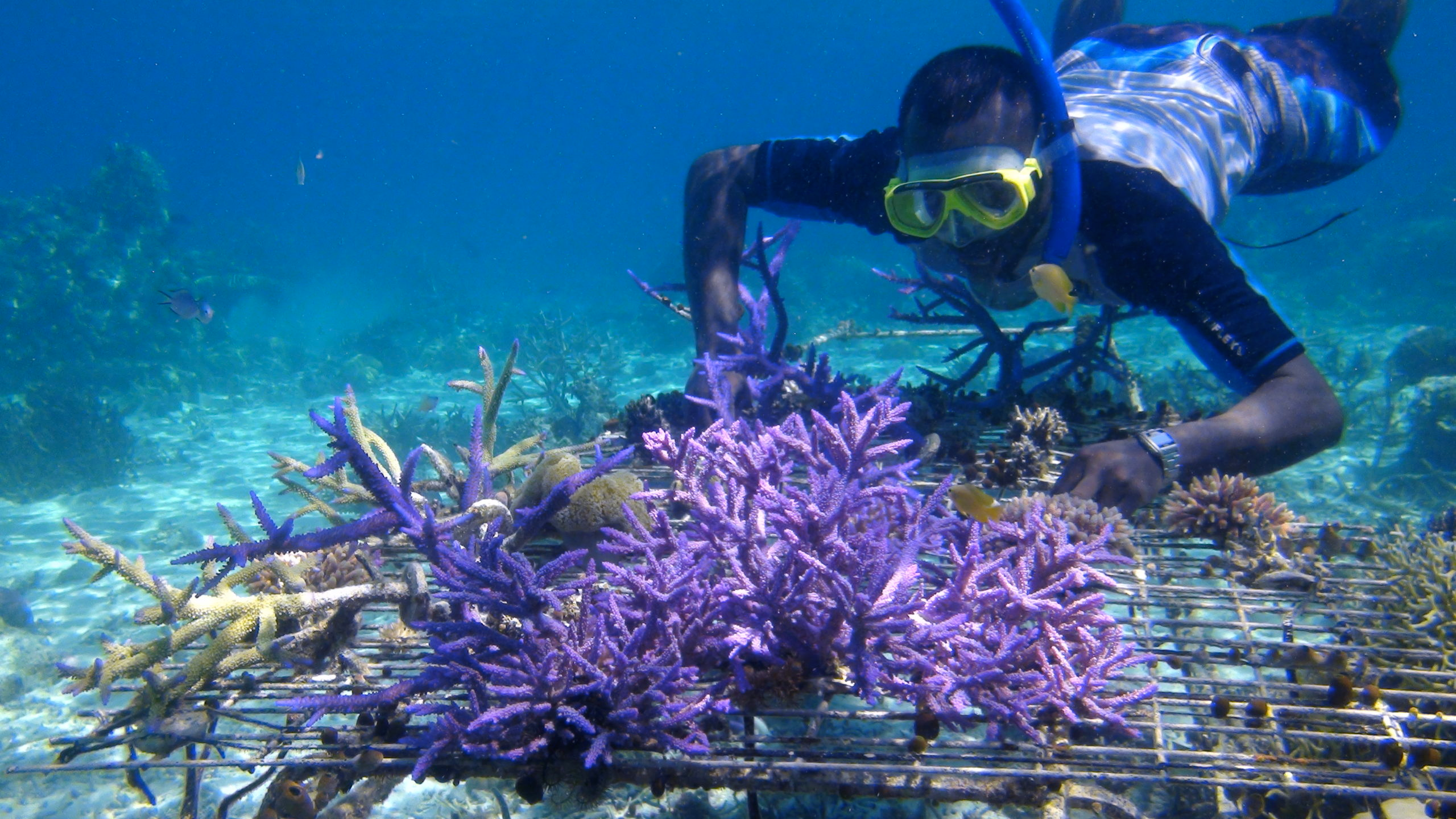 protecting corals, save coral reefs, coral cover, grow corals