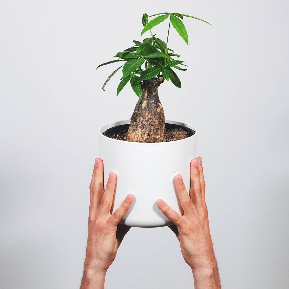 money tree care, money tree plant