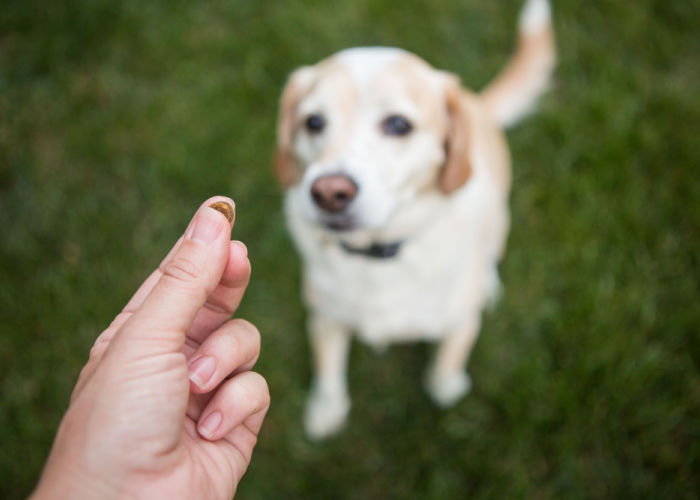 Holding treats in front of dog's nose to teach him roll over