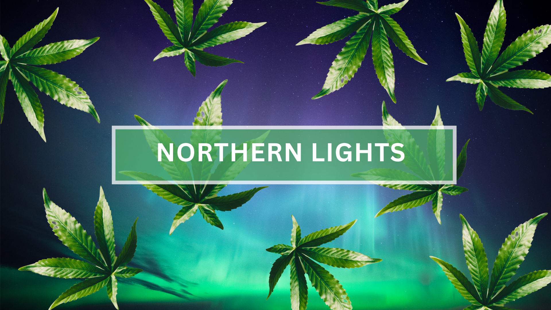 marijuana leaves scattered with northern lights title and image of northern lights