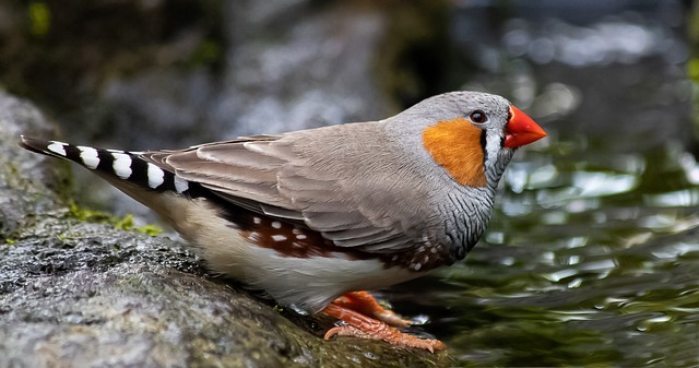 zebra finch, bird, animal