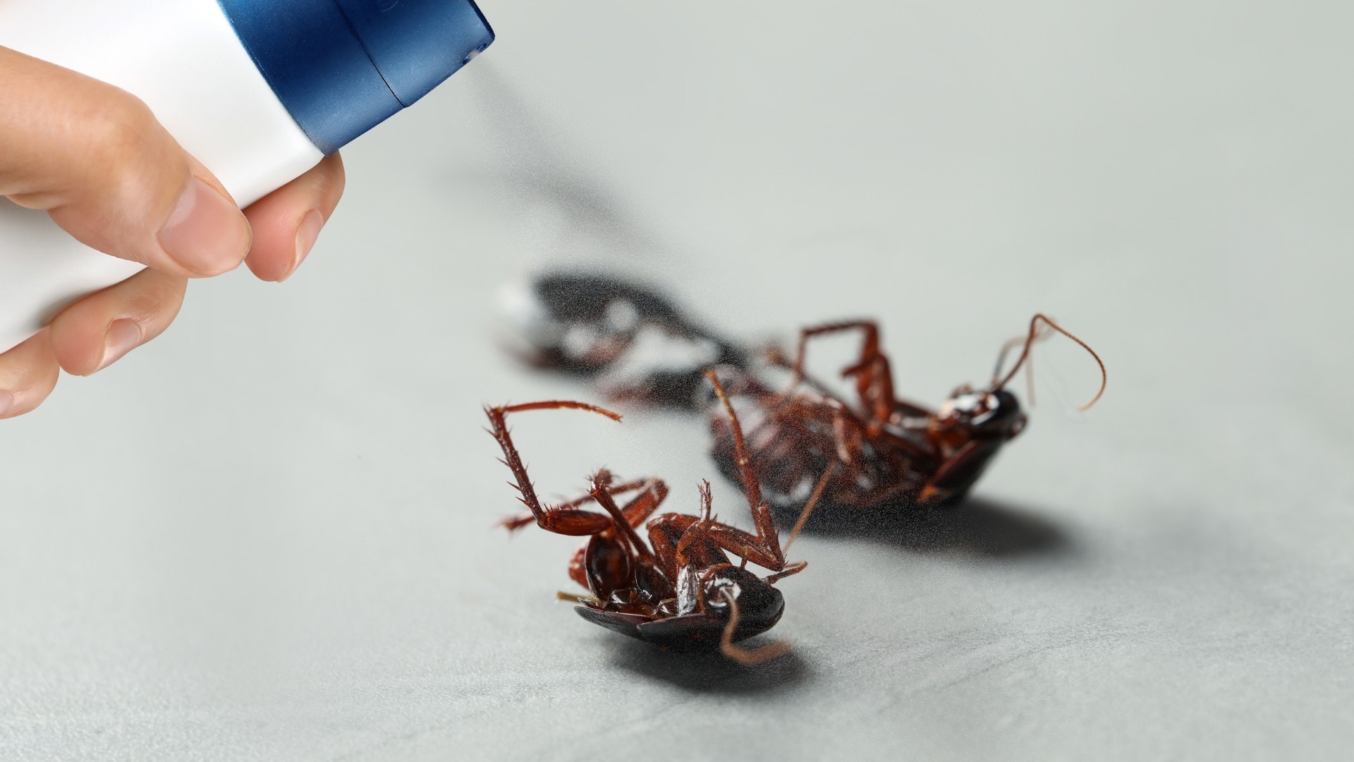 An aeorosol roach killer spraying cockroaches.