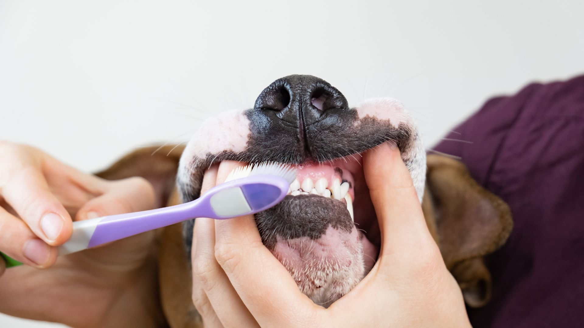 dog's teeth, dog teeth, dental treats, dogs teeth, dog's mouth, dog toothpaste, teeth brushing, dental chews, pet's teeth, dental disease, a few teeth, baking soda, dog toothbrush, natural slow cleaning, dog's teeth, teeth brushed, dog's mouth, tooth brushing, teeth clean, oral health, local pet store, dog's mouth