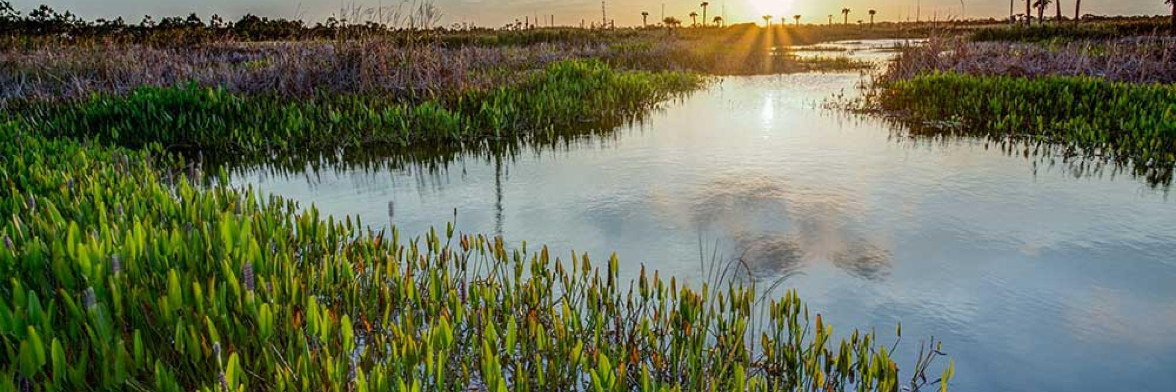 Types of Florida Wetlands