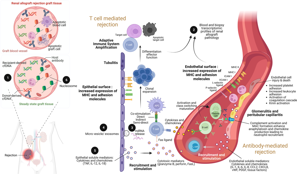 Immunological Evaluation