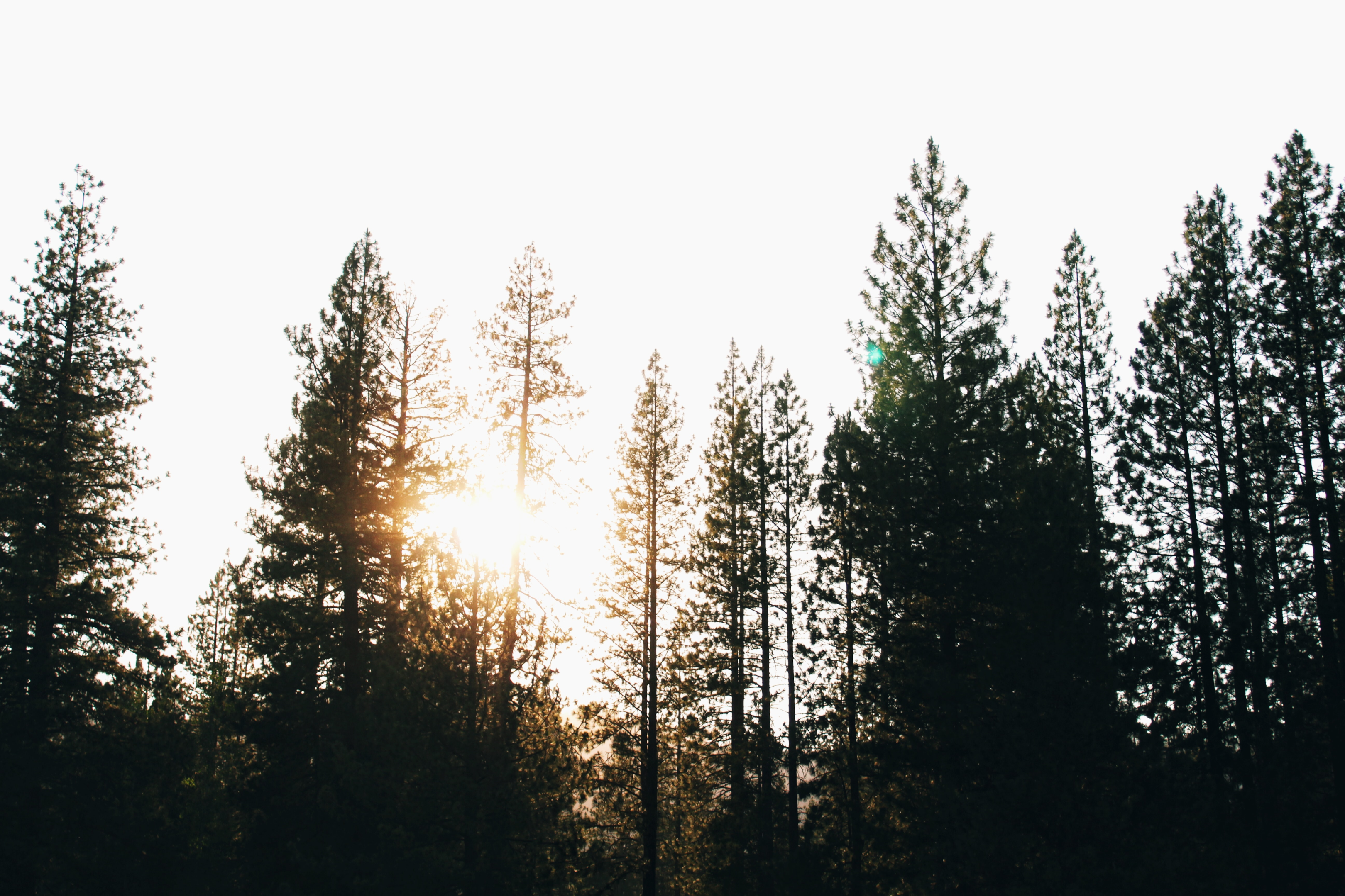 Photo of pine trees in the sunset