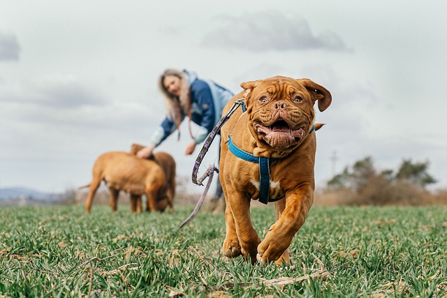 dogs symptoms, hind leg, rear legs, severe pain, dog's leg, diabetic dog, leg shaking, intervertebral disc disease, nervous system, underlying condition, leg tremors, leg tremors,  muscle atrophy, muscle atrophy, muscle atrophylameness in dogs, dog suddenly limping back leg, older dogs, neurological disorder,  manage pain, vet immediately, serious injuries, furry friend, weak and shaking, chronic pain, trouble walking, dog's back legs shaking, dog ages, massage therapy, acute pain, vet suspects,  hip dysplasia, young dog back legs collapsing