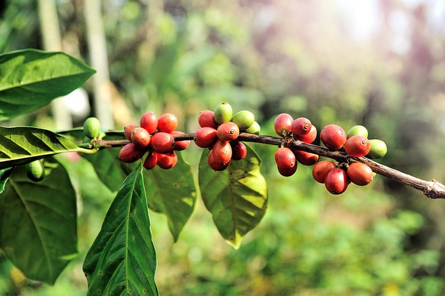 Coffee berries growing on the coffee plant