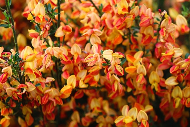 noble broom, orange, blossoms, broom, cytisus scoparius, ornamental shrub, ornamental flowers, garden, spring blossoms, shrub, reddish, sea of flowers, romantic