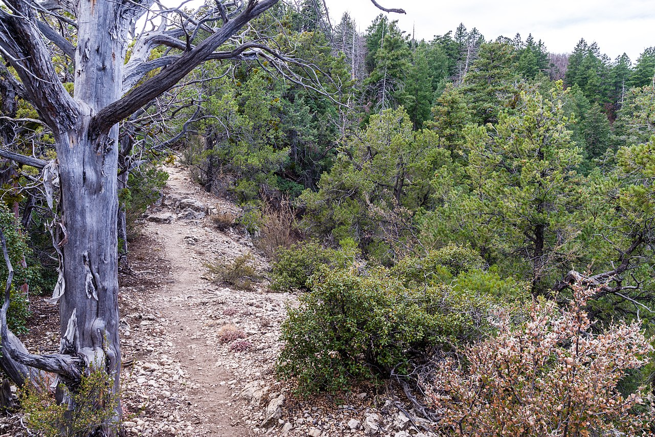 trail, forest