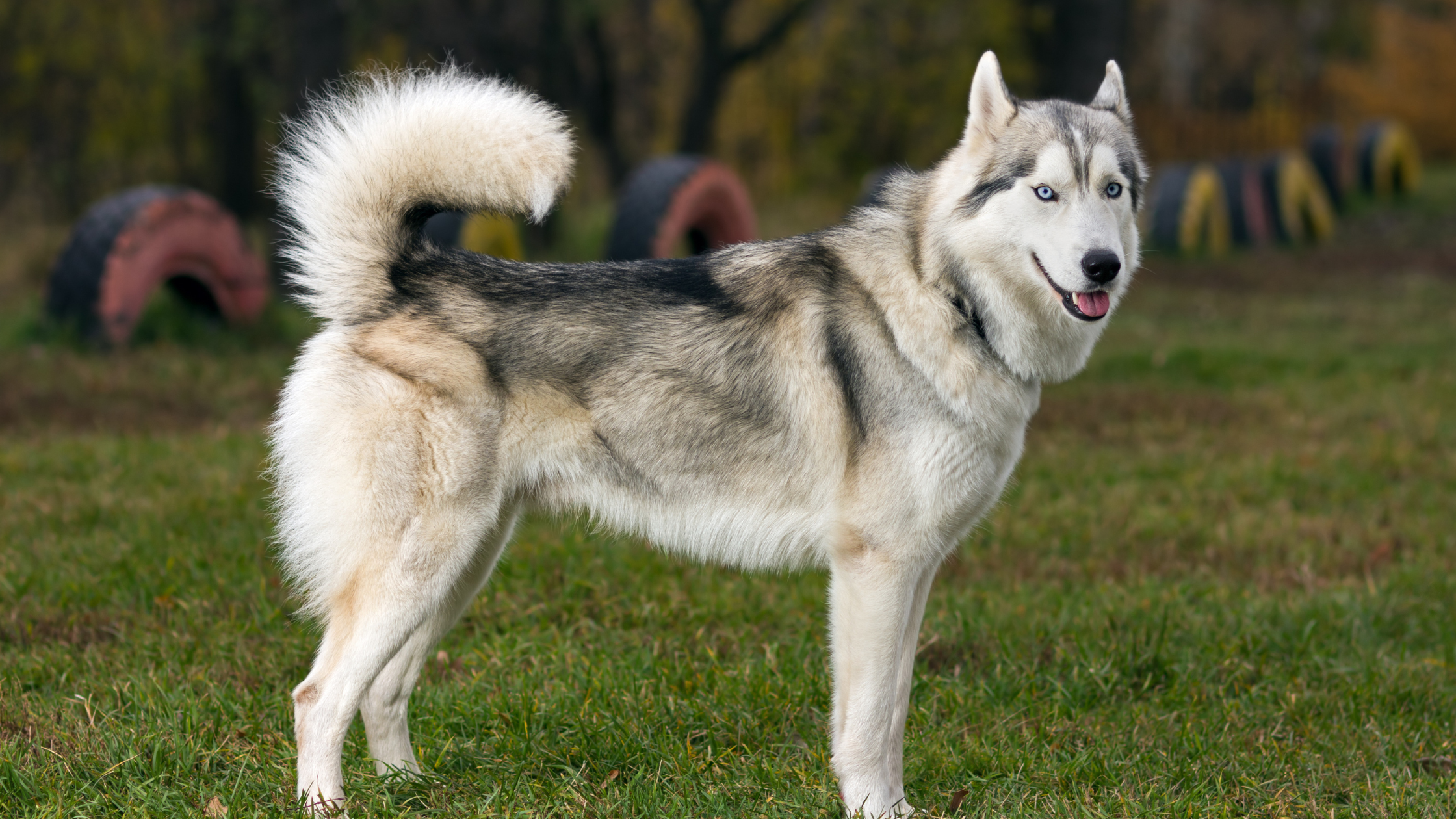 A side view of the Siberian Husky