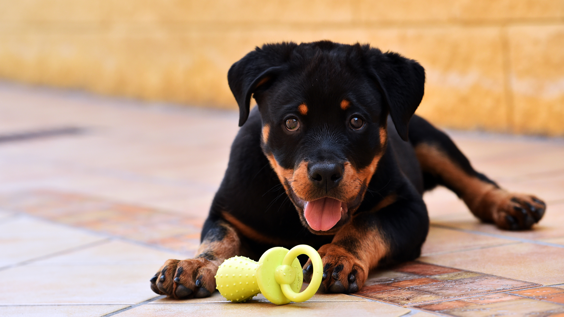 A puppy Rottweiler in an outdoor environment with a toy