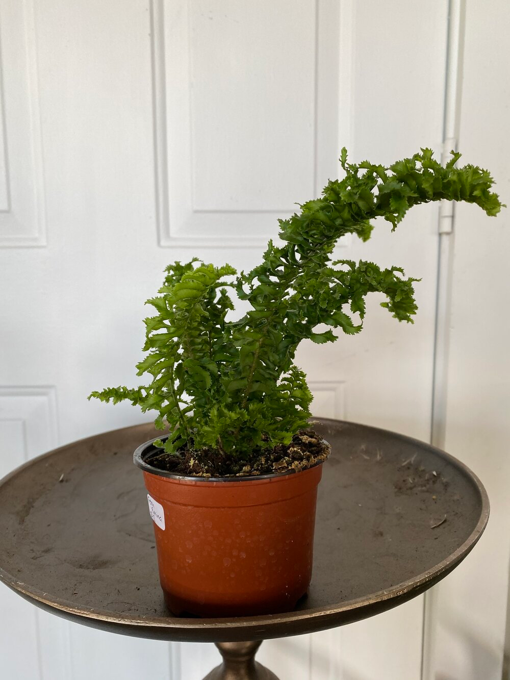 Care, more payment options pickup, Curly Boston Fern