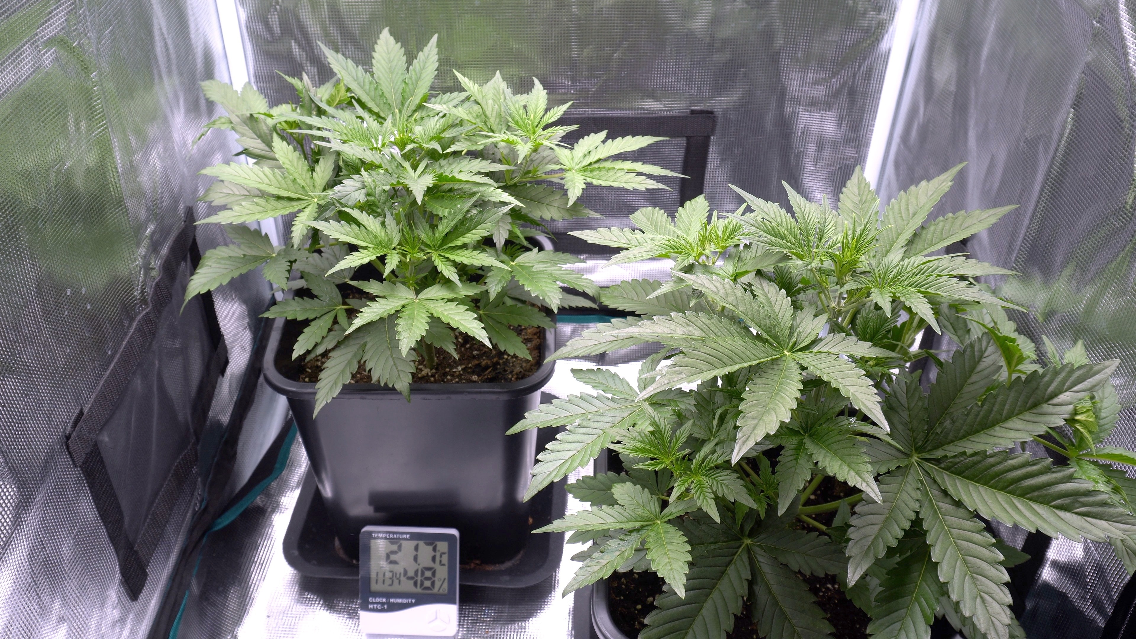 A basic home cannabis growing setup can be established with minimal space requirements and relatively affordable equipment.