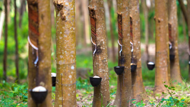 Natural Rubber Production