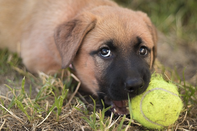 puppy, dog, german shepherd, inter dog aggression, pet parents, territorial behavior, many dogs, same household, inter dog aggression, inter dog aggression,inter dog aggression, aggression occurs, dog, aggressive response, dog, reduce anxiety, treatment plan, help your dog 