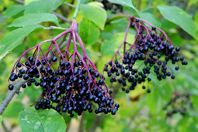 sambucus nigra raw berries