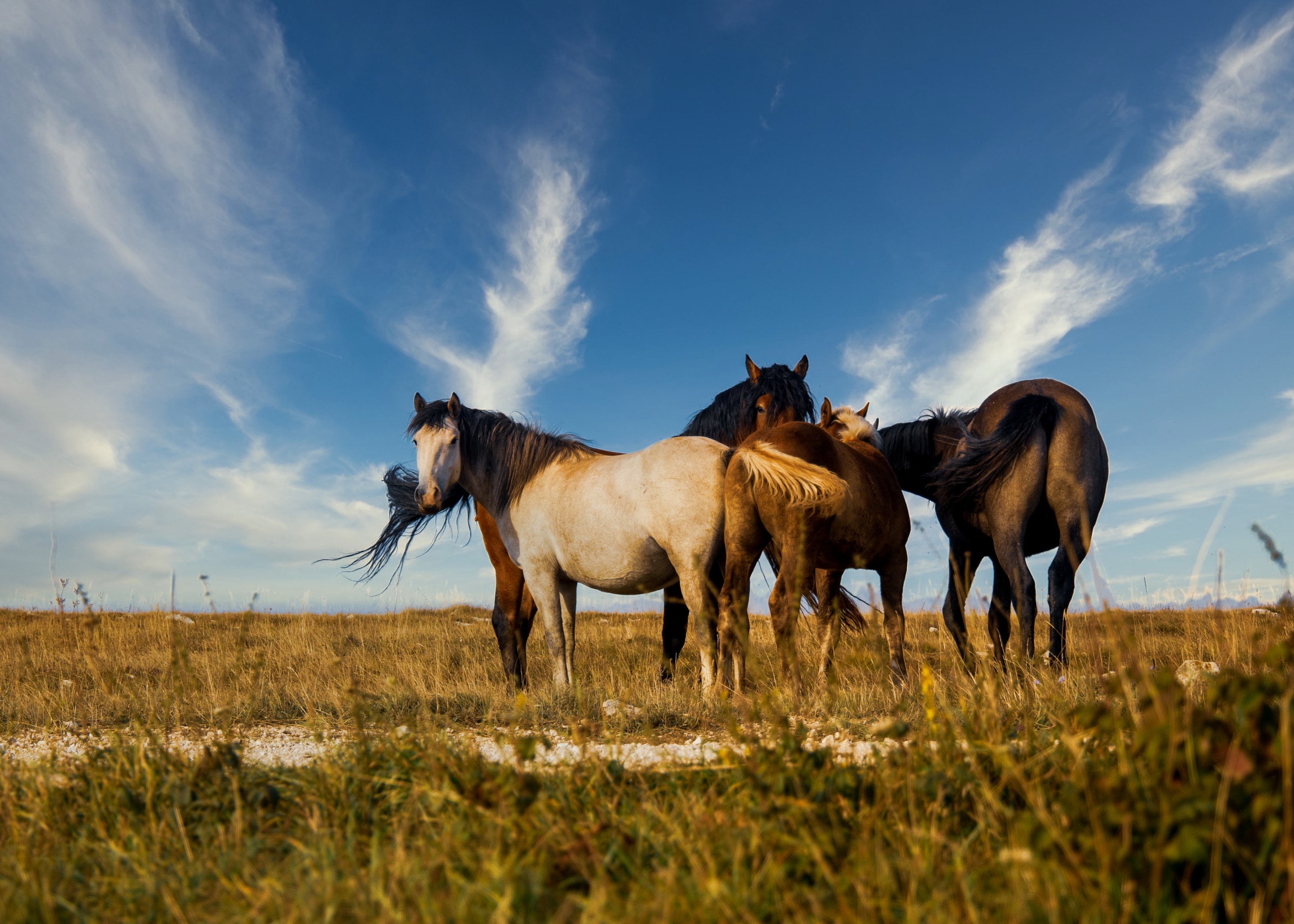 Horses grazing in a field
