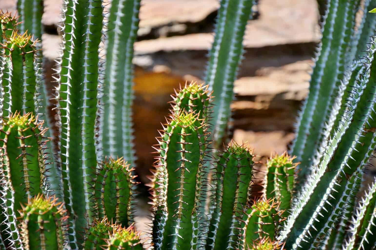 fairy castle cactus plant, slow growing plant, 