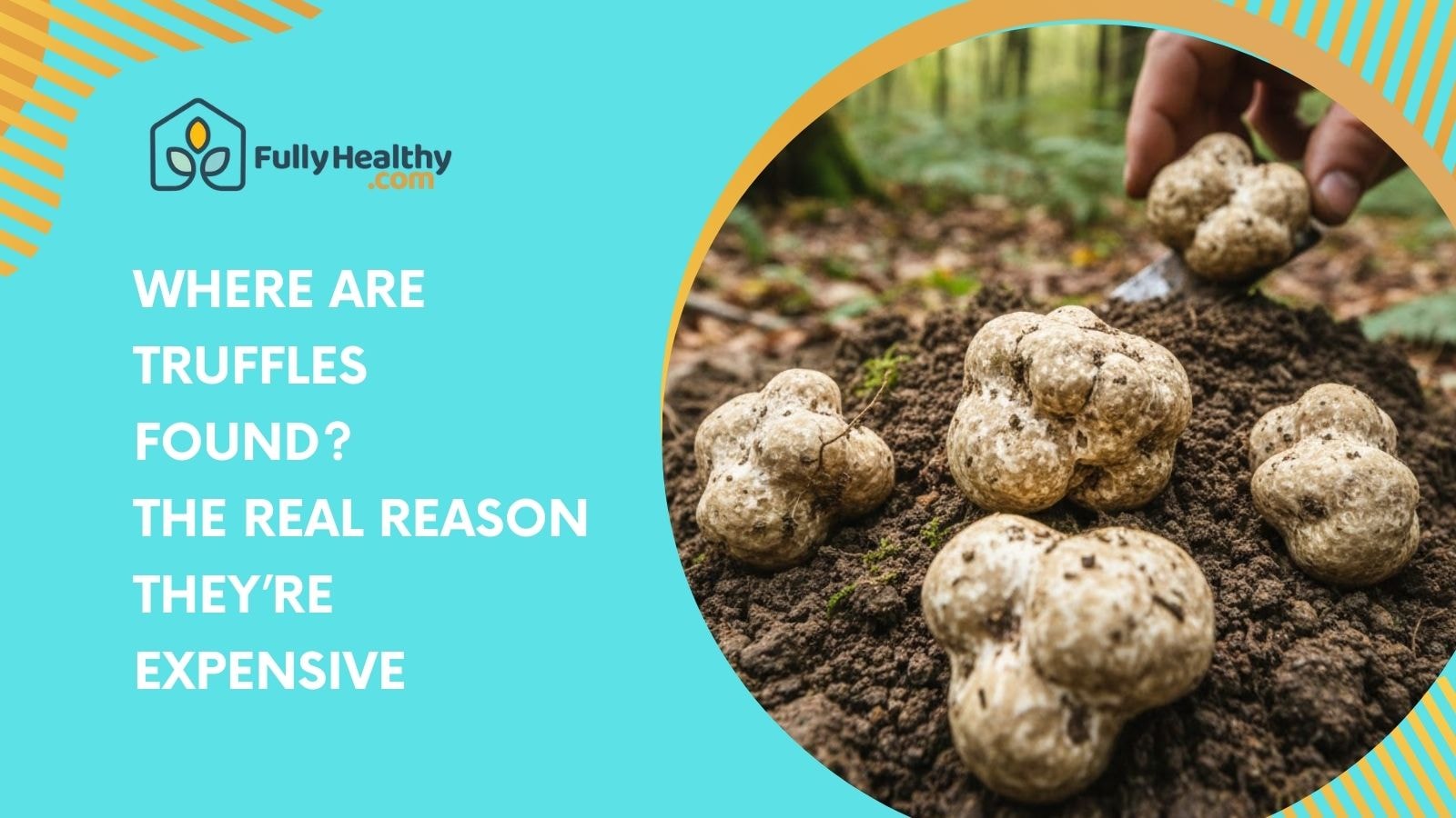 Where Are Truffles Found? The Real Reason They’re Expensive