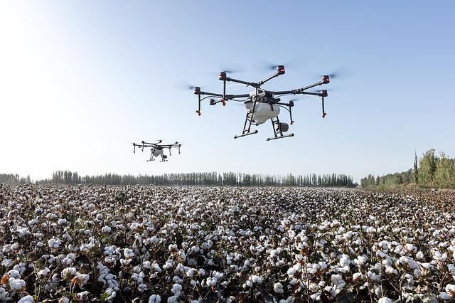A large cotton field is under the surveillance of two DJI agricultural drones