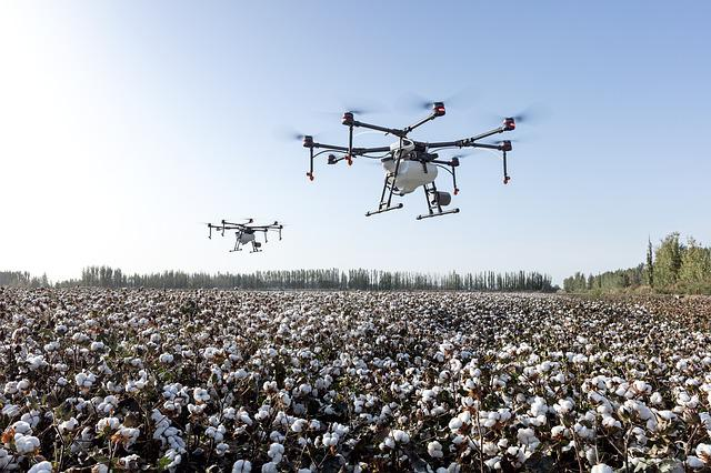 Cotton, Pima or Egyptian, (very soft Cotton for Spinners) - Local Seeds