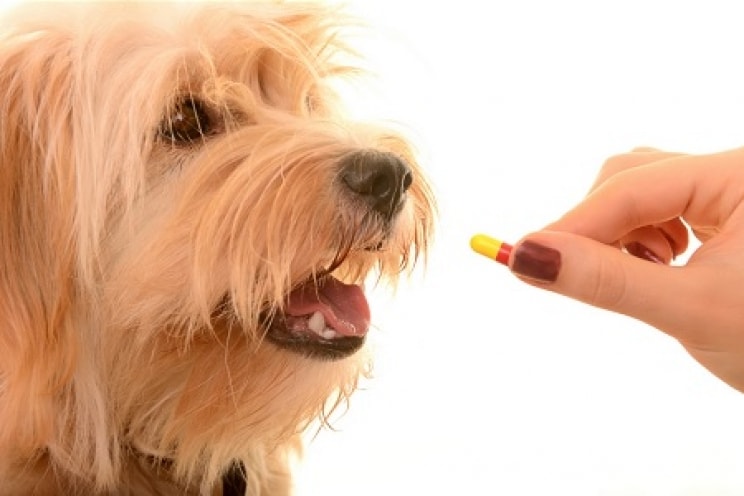 Best Probiotics for Your Dog