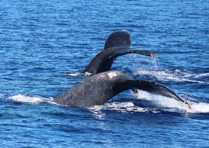 maui whale watching season to see whales in maui