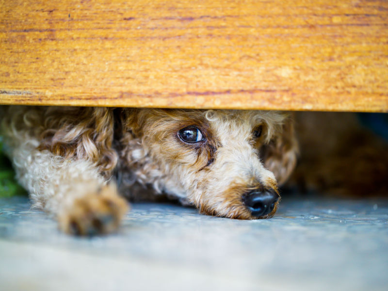 dog hiding under the bed because of thunder noises