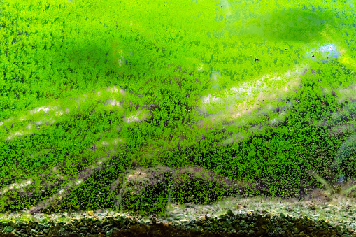 green algae on the aquarium's wall