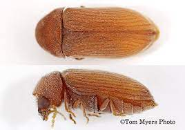Powderpost Beetles | Entomology