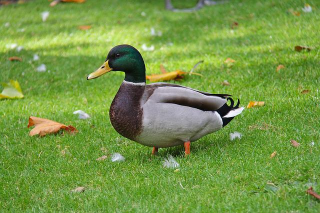 duck, phoenix park, park