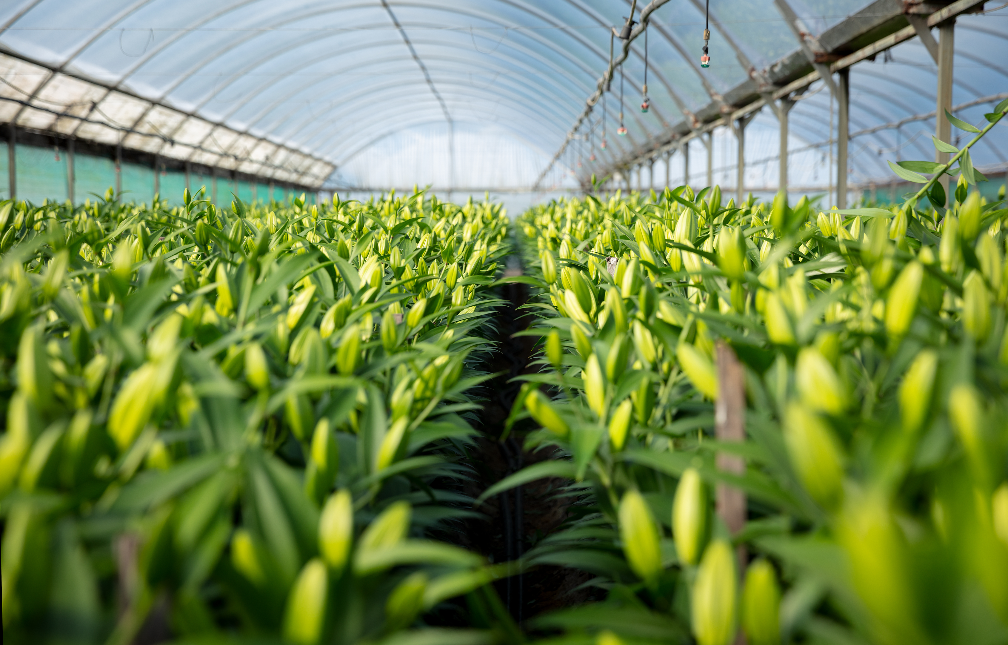 Olivieri`s Florist Fresh Lilies growing on the farm