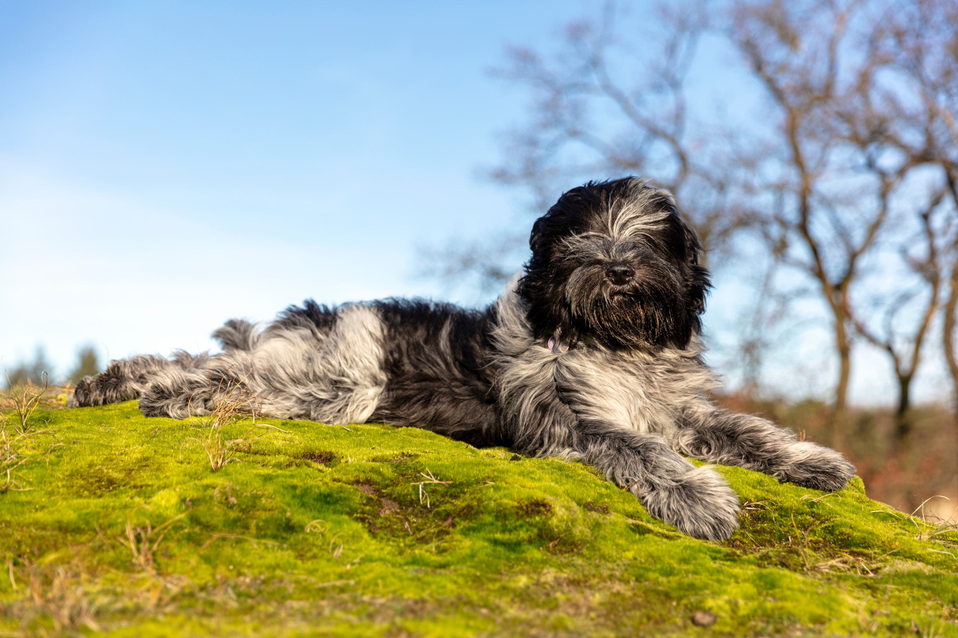 A Dutch Shepherd laying on a grass mound